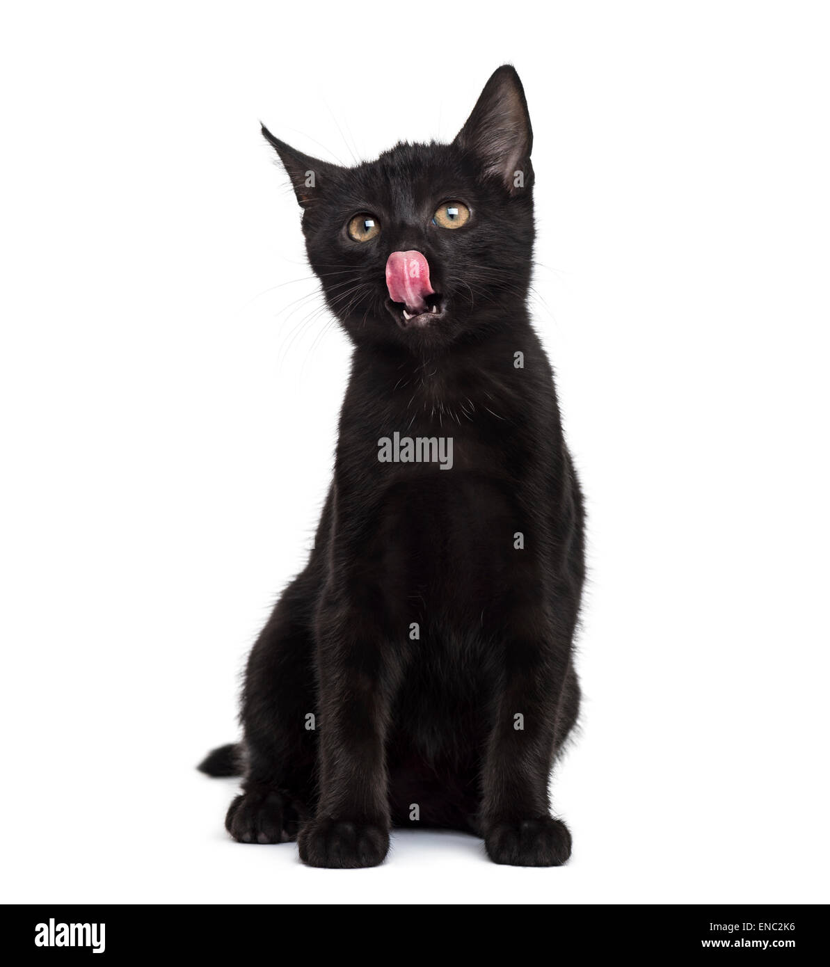 Gatito negro lamer su nariz delante de un fondo blanco. Foto de stock