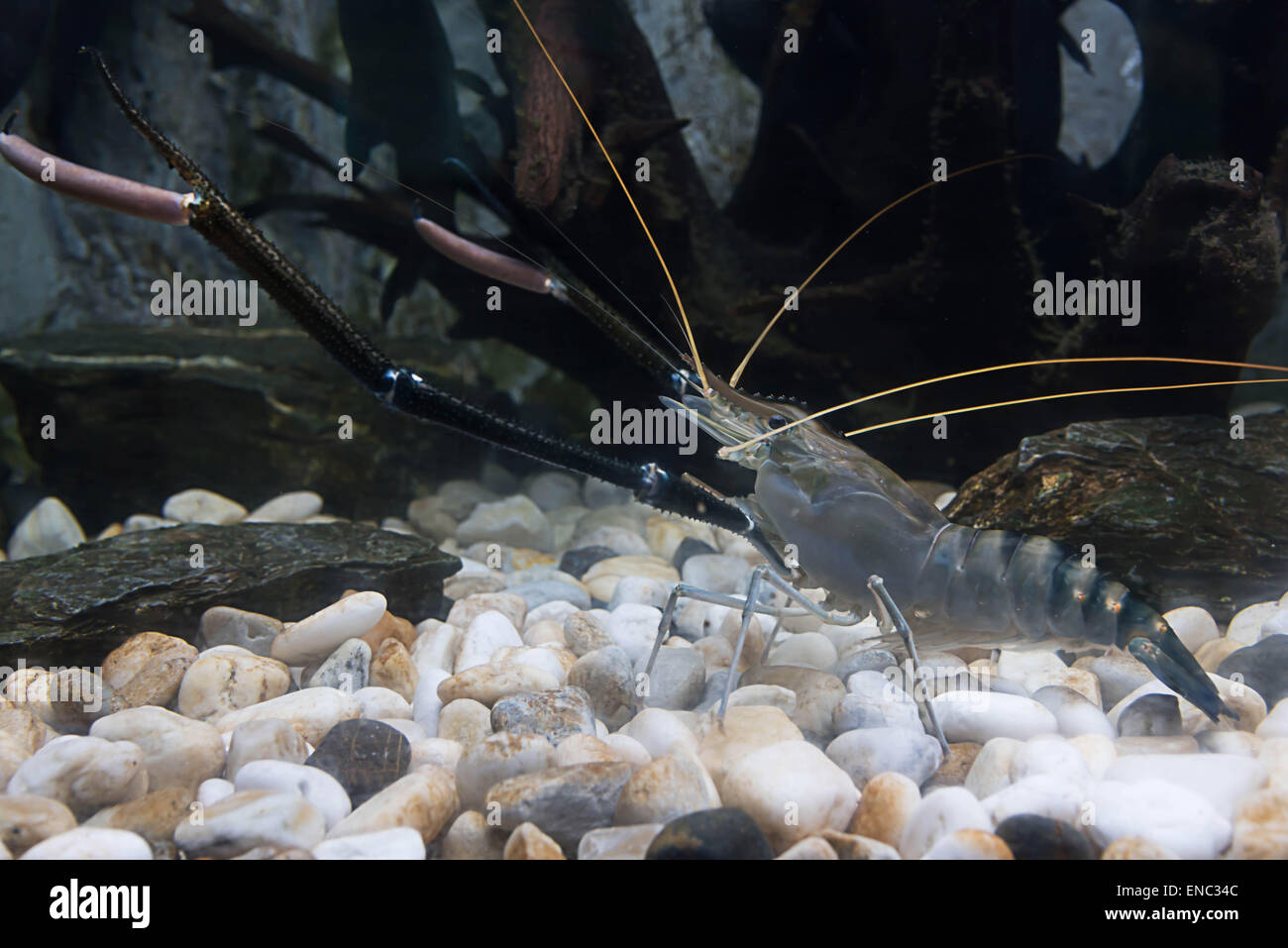Cangrejos de río viven en grandes cuerpos de agua. Foto de stock