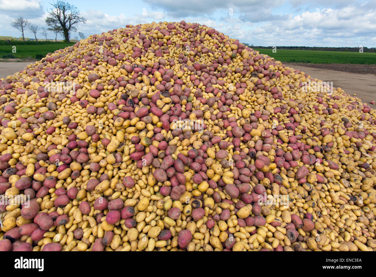 Montón de patatas descartadas las variedades rojas y blancas Foto de stock