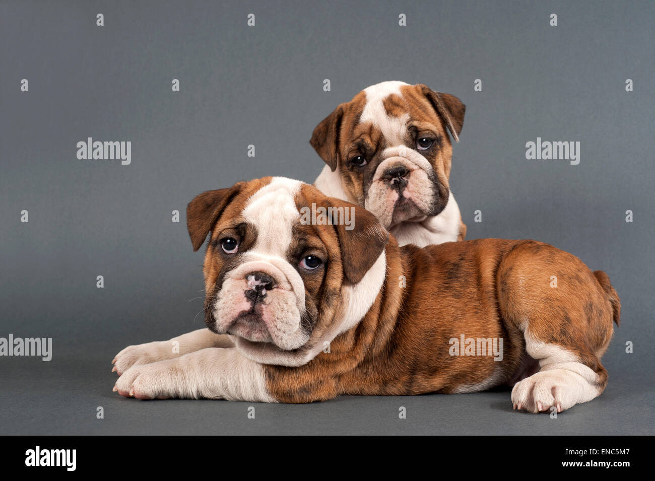 Dos cachorros Bulldog Inglés sobre fondo gris. Foto de stock