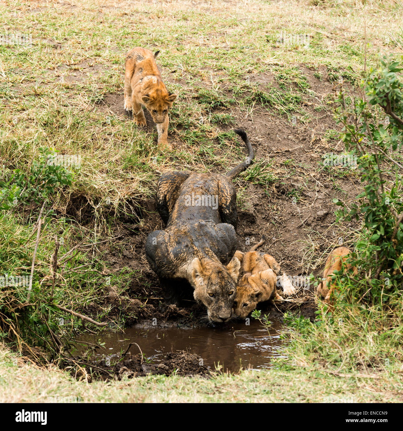 Leona sucio y cubs beber, Serengeti, Tanzania, África Foto de stock