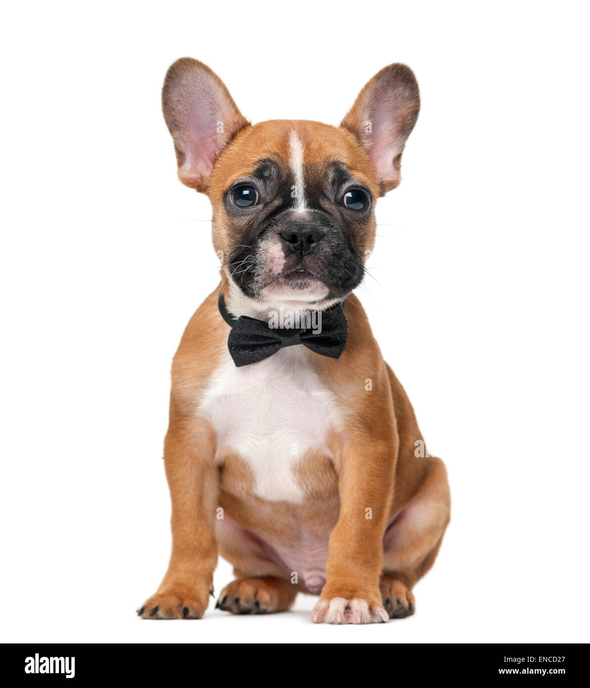 Cachorro bulldog francés llevaba una pajarita delante de un fondo blanco. Foto de stock