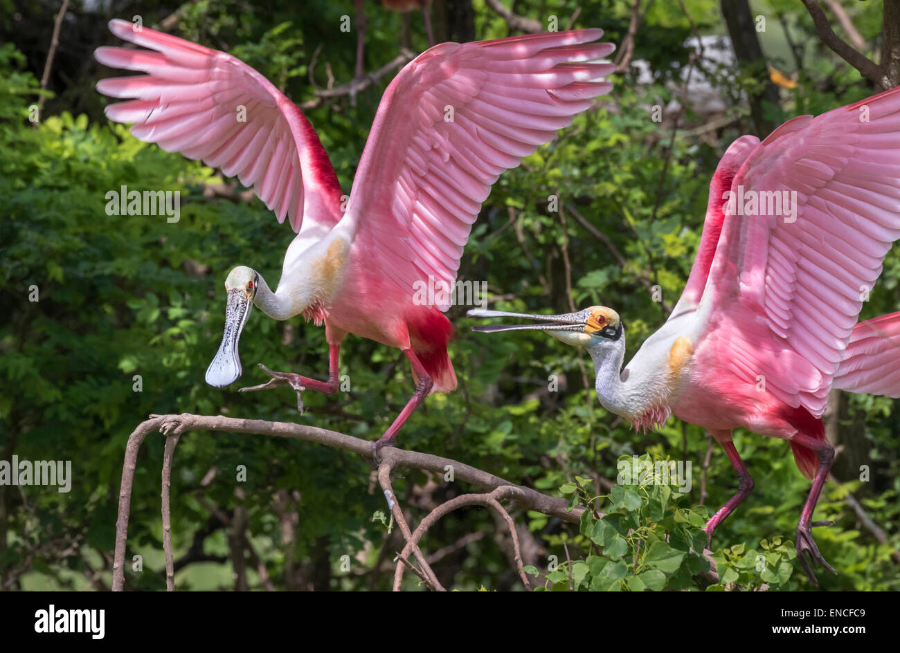 Un conflicto entre las espátulas rosadas (Platalea ajaja) en el Rookery, High Island, Texas, EE.UU. Foto de stock