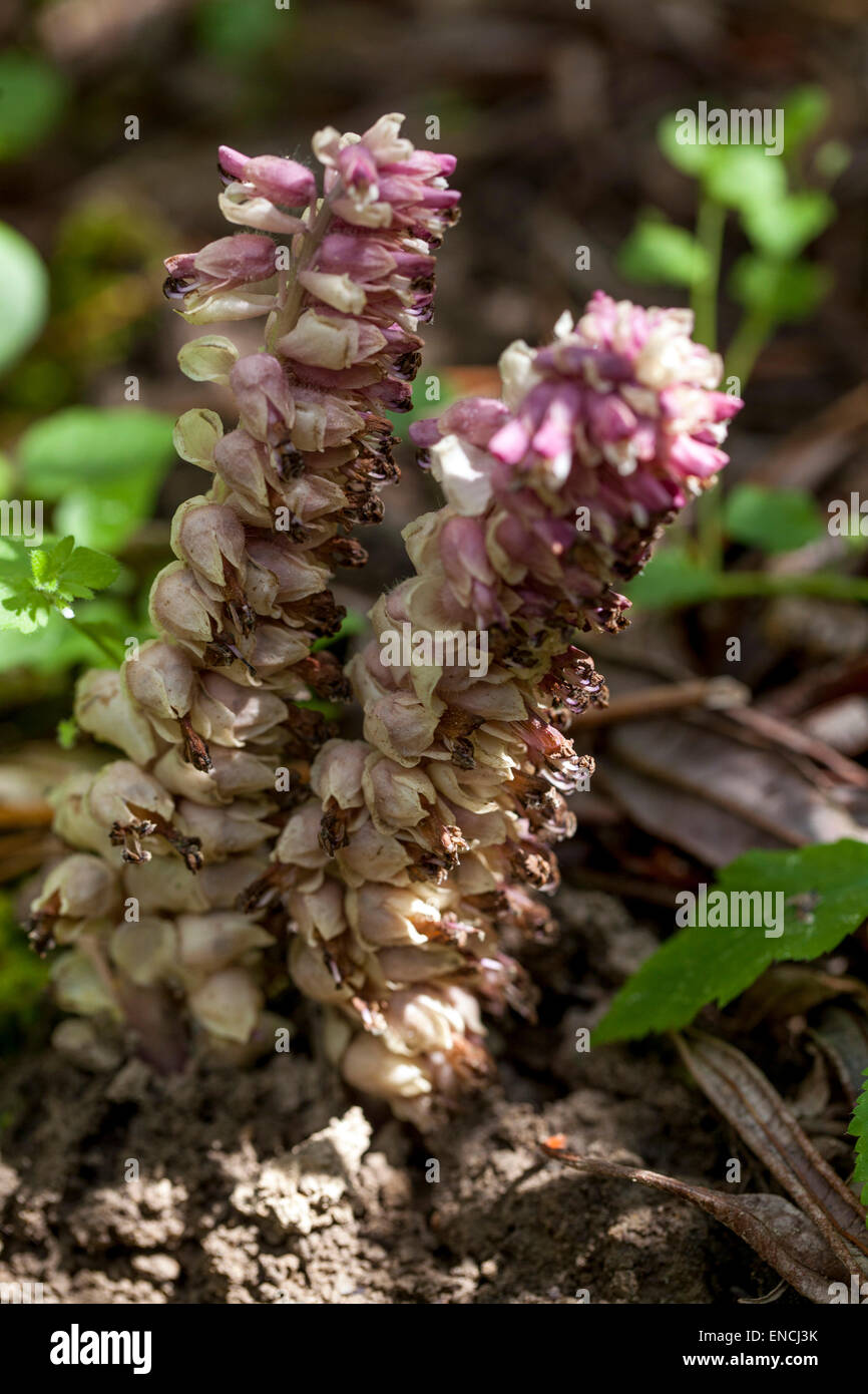 Lathraea squamaria Toothwort, planta con flores - parásito, parásitos de las raíces de los árboles caducifolios Foto de stock