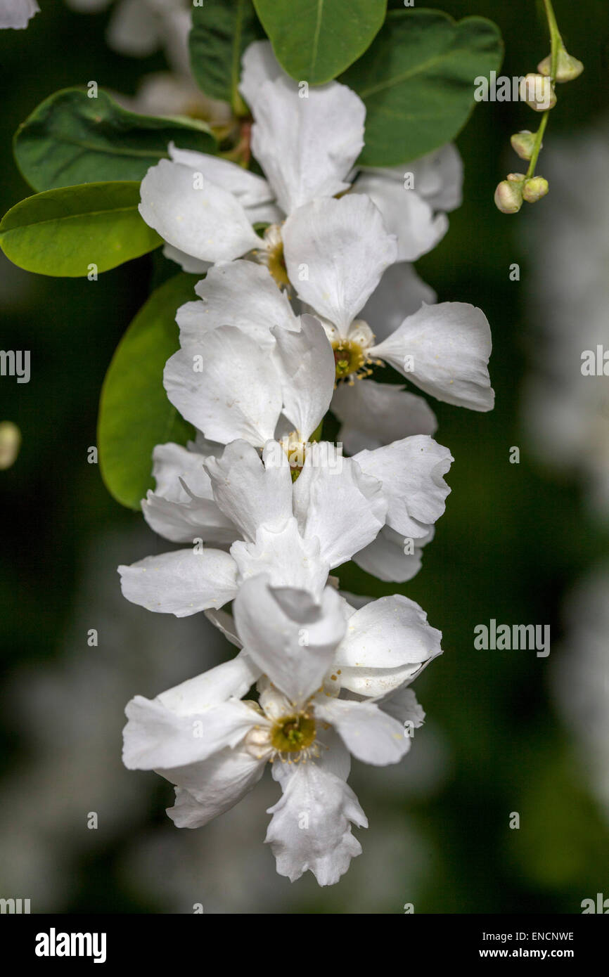 Arbusto de perlas, perlboj blanco Exochorda albertii flor Foto de stock