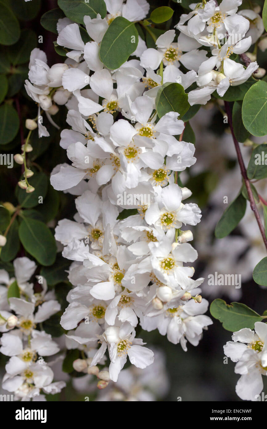 Arbusto de perlas, perlado flores de Exochorda albertii blancas Foto de stock