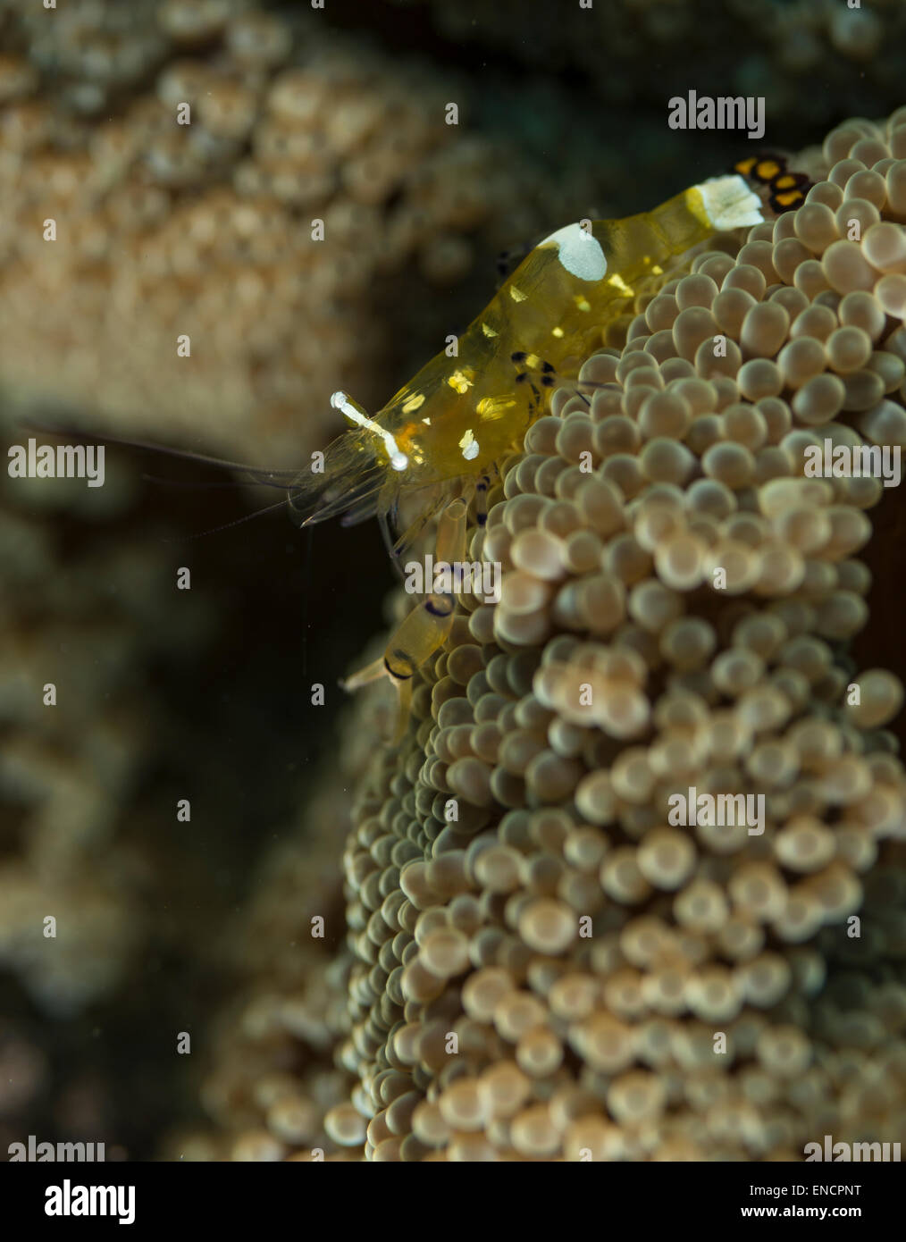 Camarón anémona de vidrio en un coral blando Foto de stock