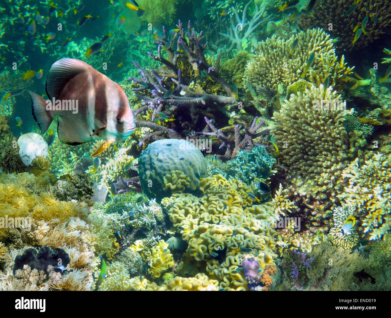 Jardín submarino con peces y corales de la Gran Barrera de Coral de Australia Foto de stock