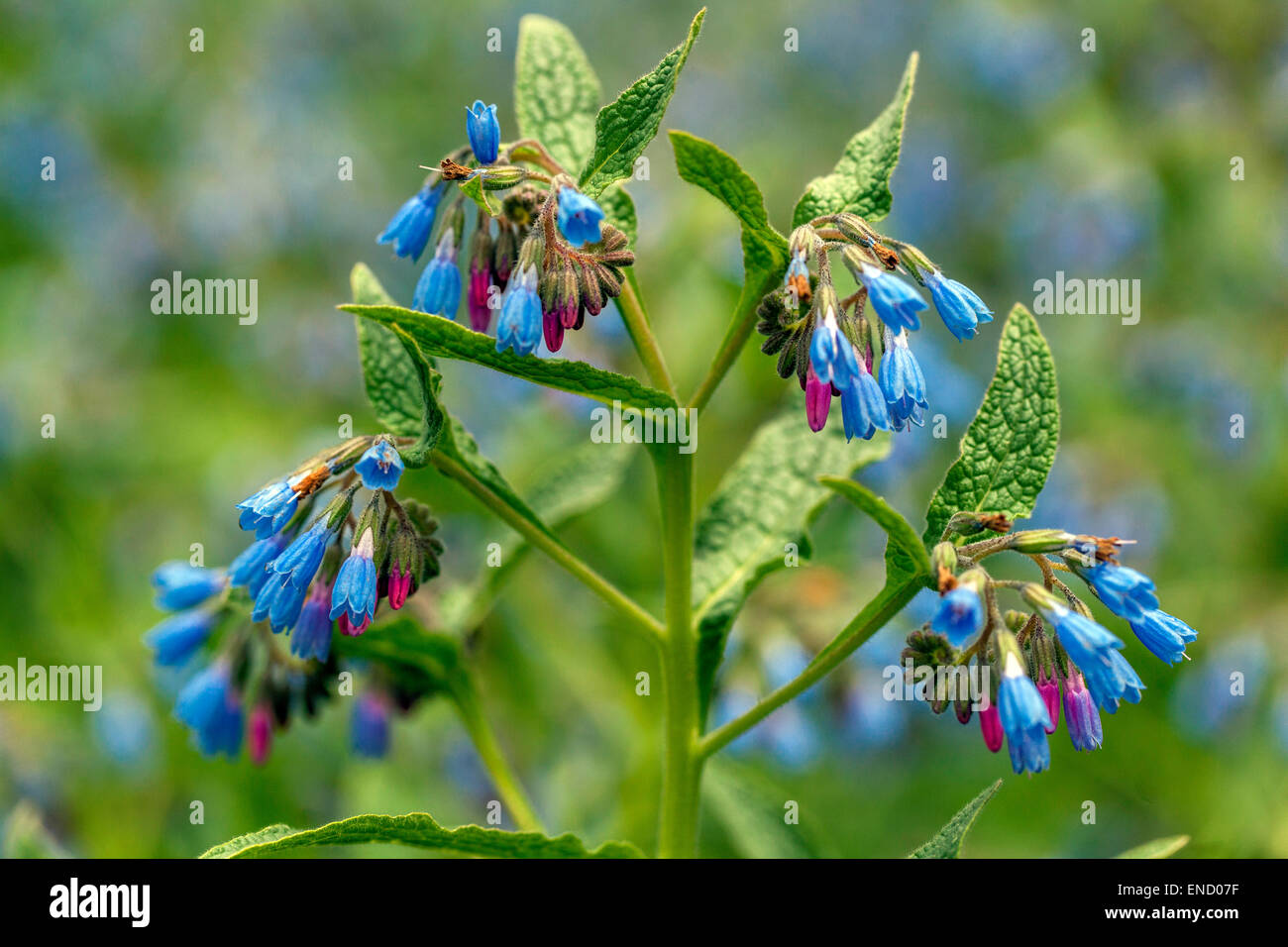 Symphytum caucasicum, Beinwell, azul, blanca Consuelda Comfrey Foto de stock