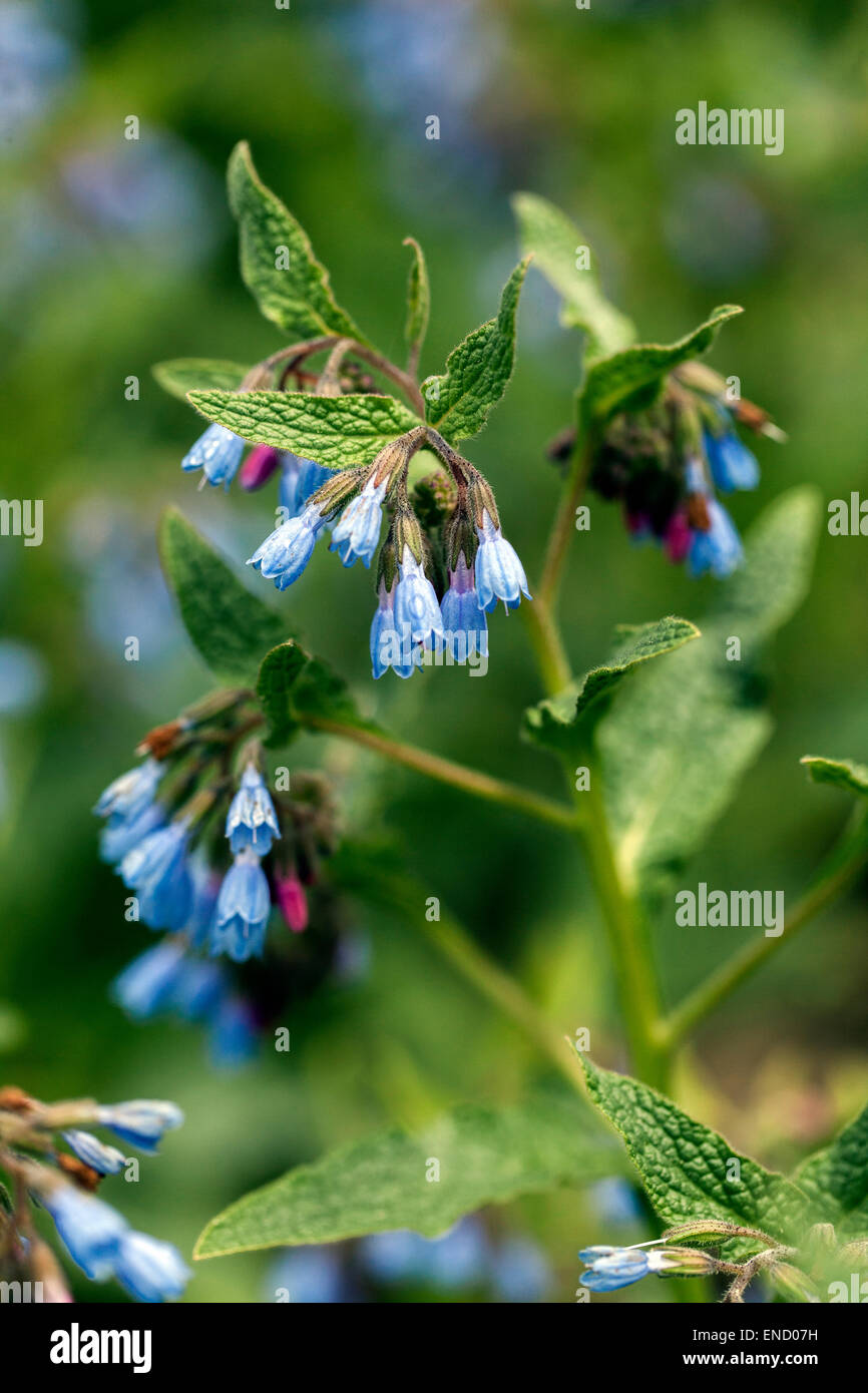 Symphytum caucasicum, Beinwell, azul, blanca Consuelda Comfrey Foto de stock