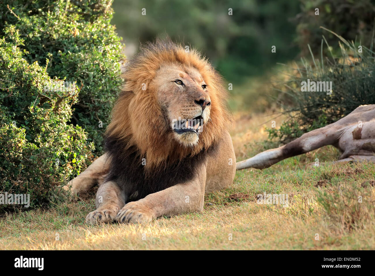 Macho grande león africano (Panthera leo) cuidando a su presa, Sudáfrica Foto de stock
