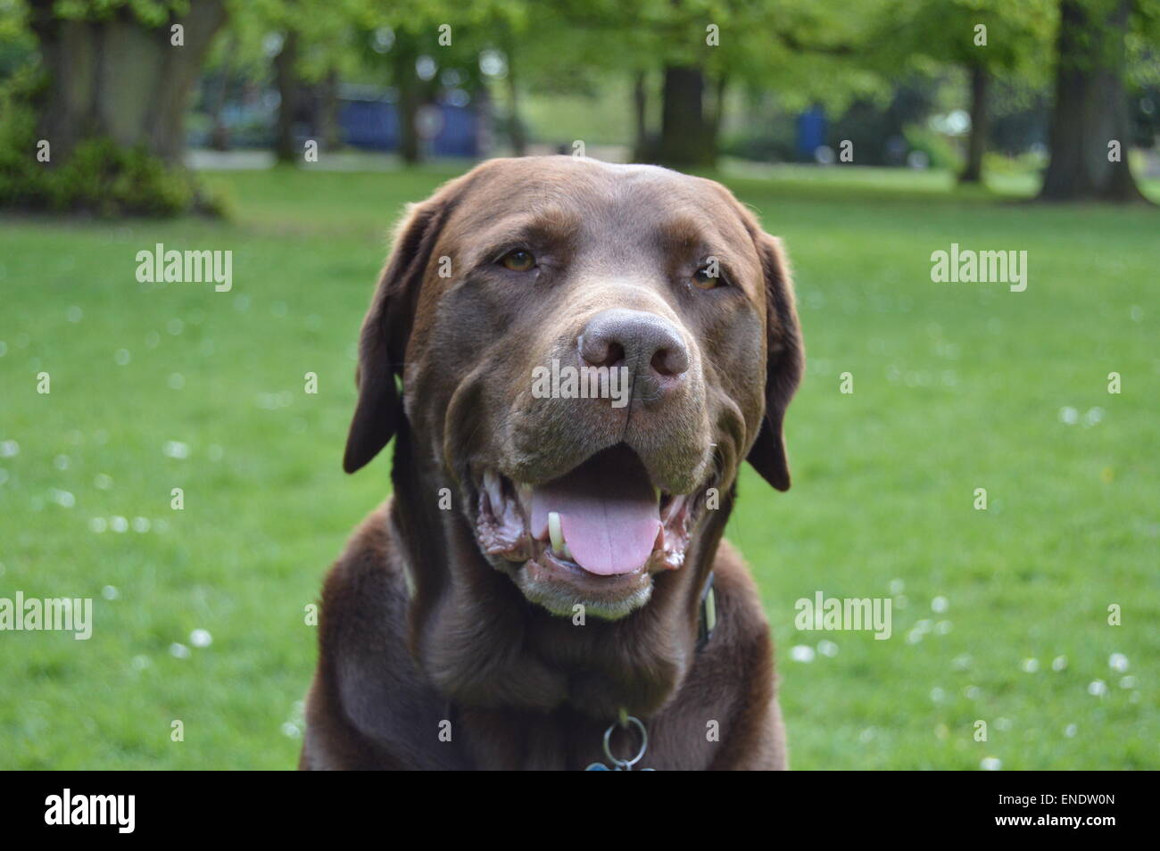 Aquí está una foto de un Labrador Chocolate de 6 años mirando muy feliz y contento Foto de stock