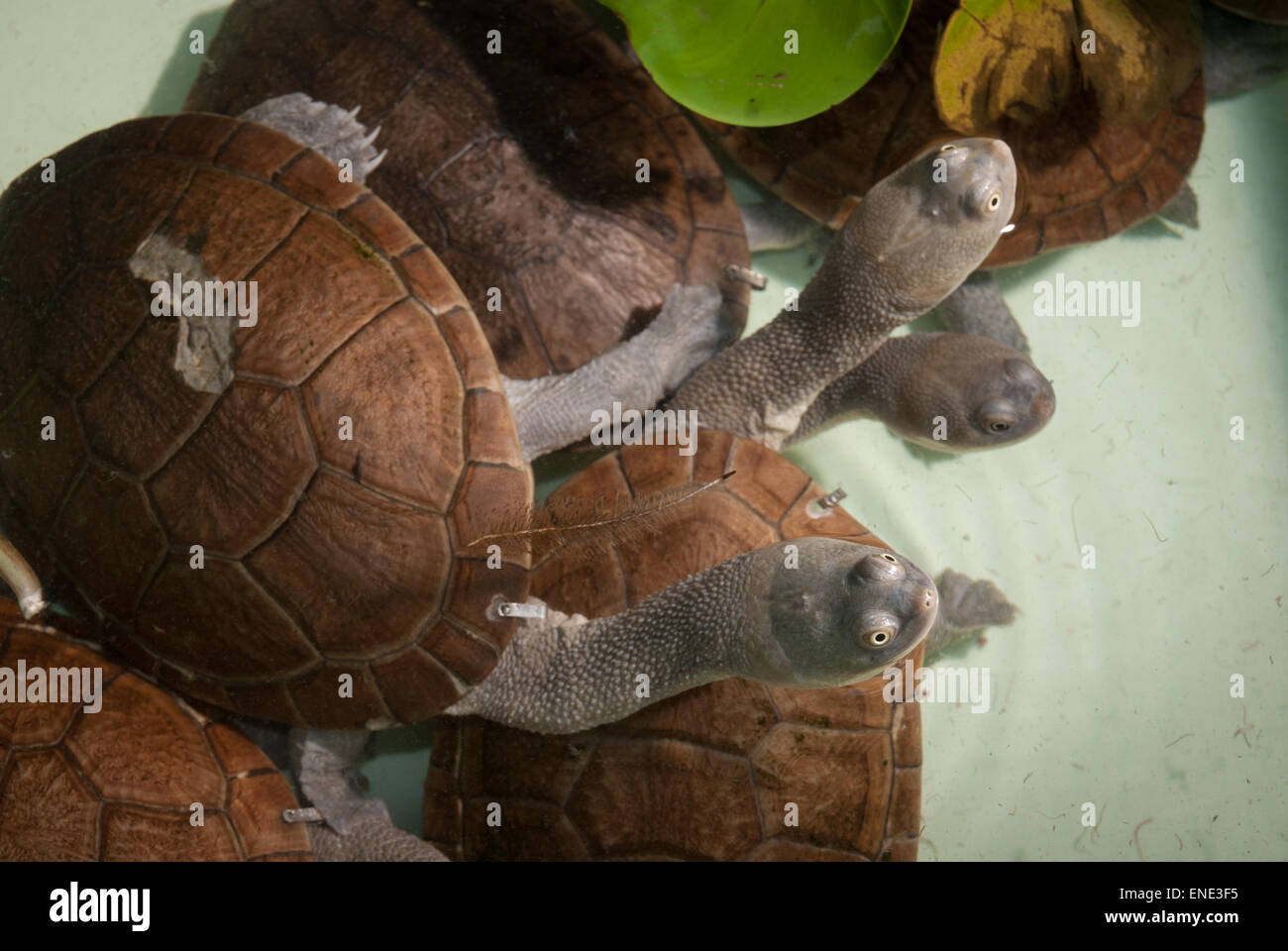 Las tortugas de cuello de serpiente, Chelodina mccordi), especie casi extinguida, especies de agua dulce endémica de la isla de Rote, criador con licencia sitio. Foto de stock