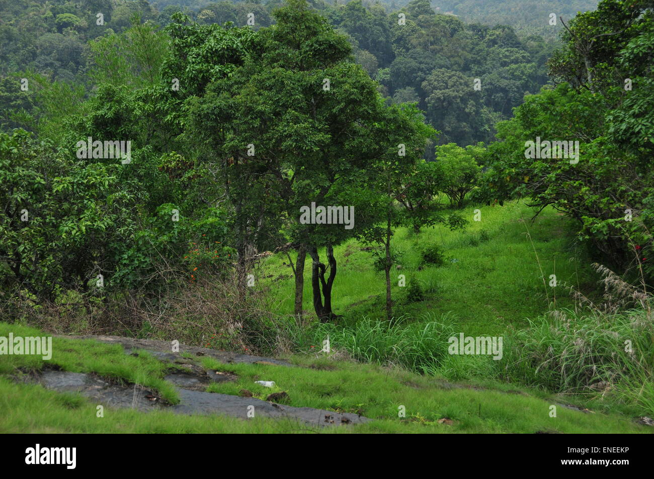 Verde del bosque. Foto de stock