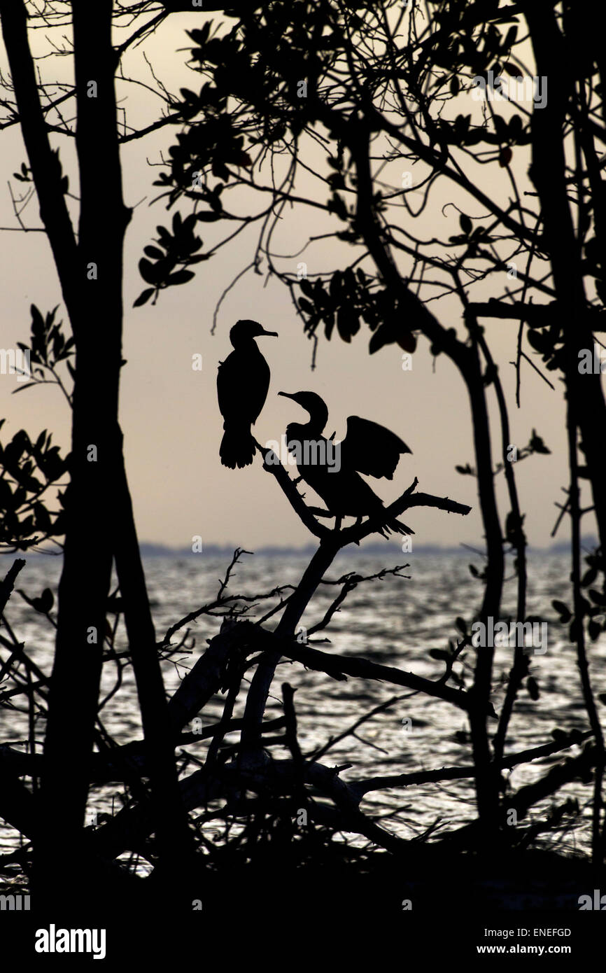 Los cormoranes de doble cresta Phalacrocorax auritus Fort Myers Beach, Florida, EE.UU. Foto de stock
