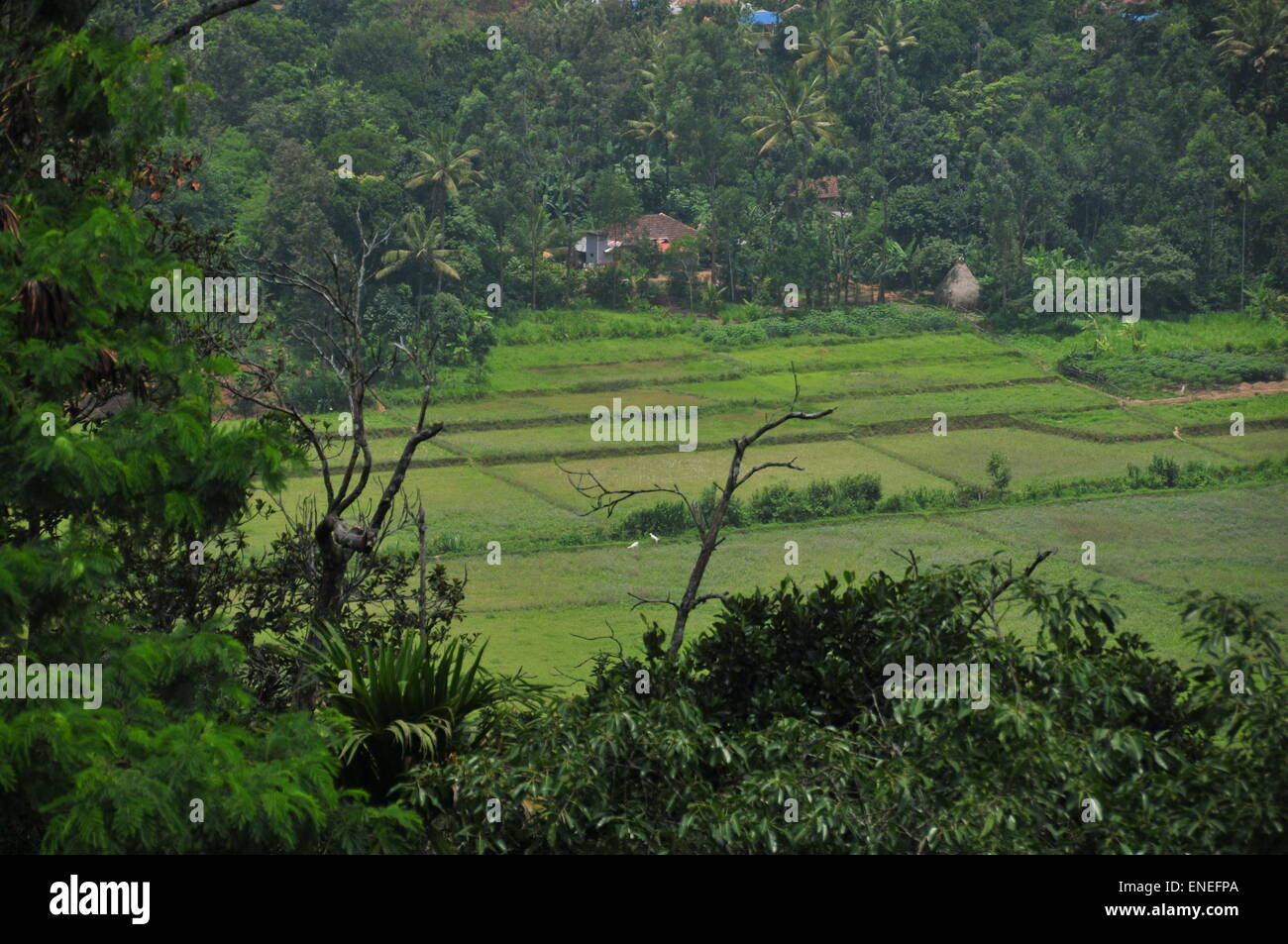 Campos de arroz y un hogar. Foto de stock