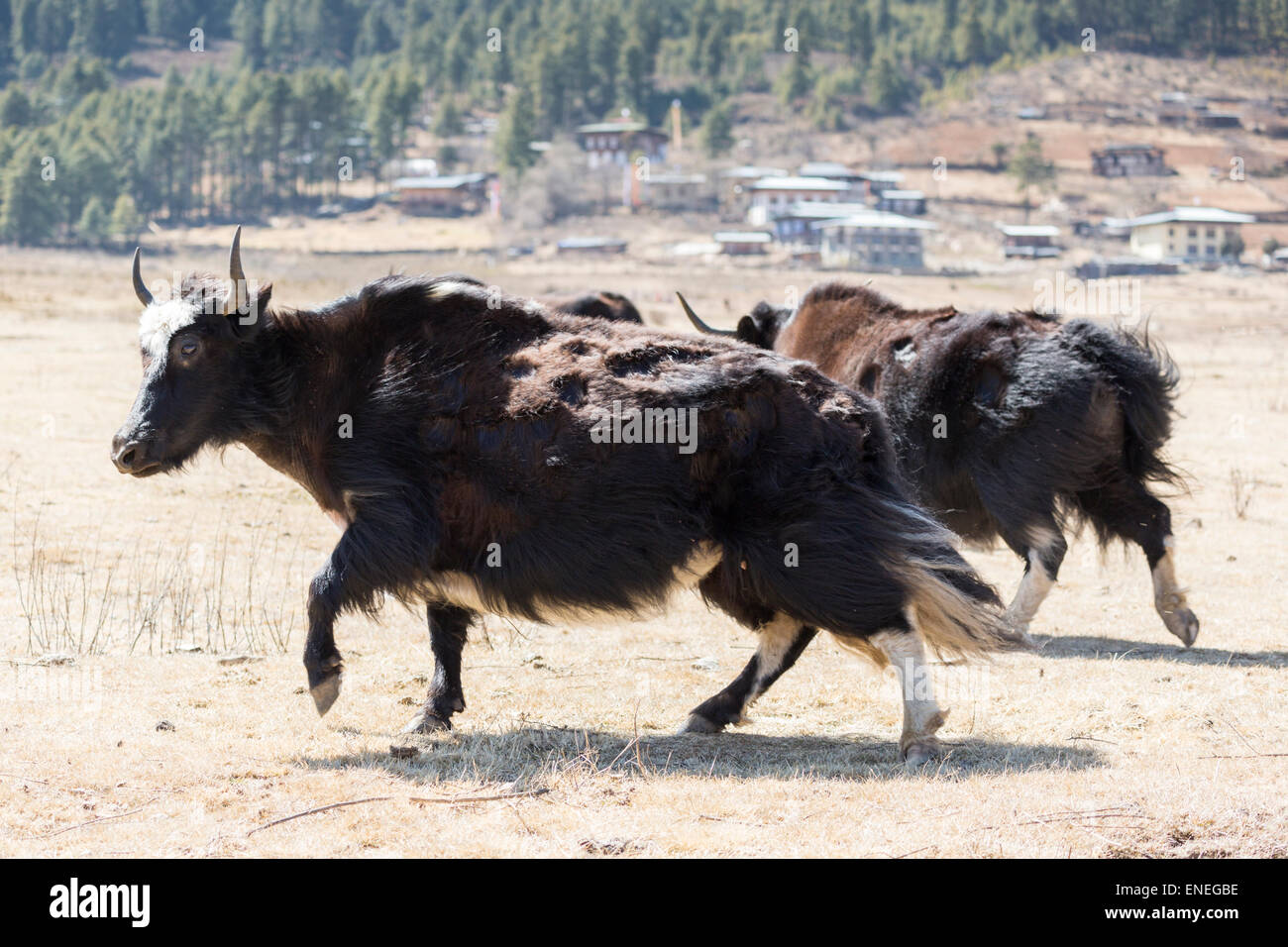 Los yaks en el valle de Phobjikha, Bhután occidental, Asia Foto de stock