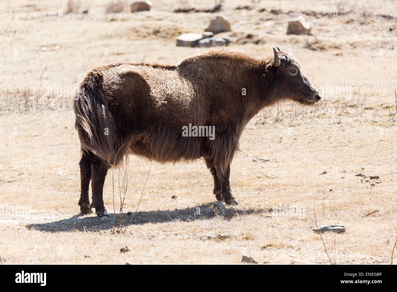 Los yaks en el valle de Phobjikha, Bhután occidental, Asia Foto de stock