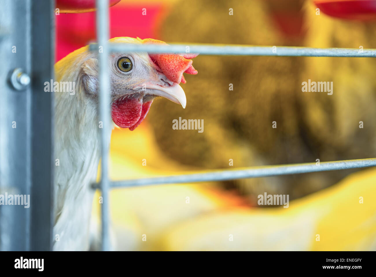 En la granja de pollos incubadora o coop. Industria de cultivo Foto de stock