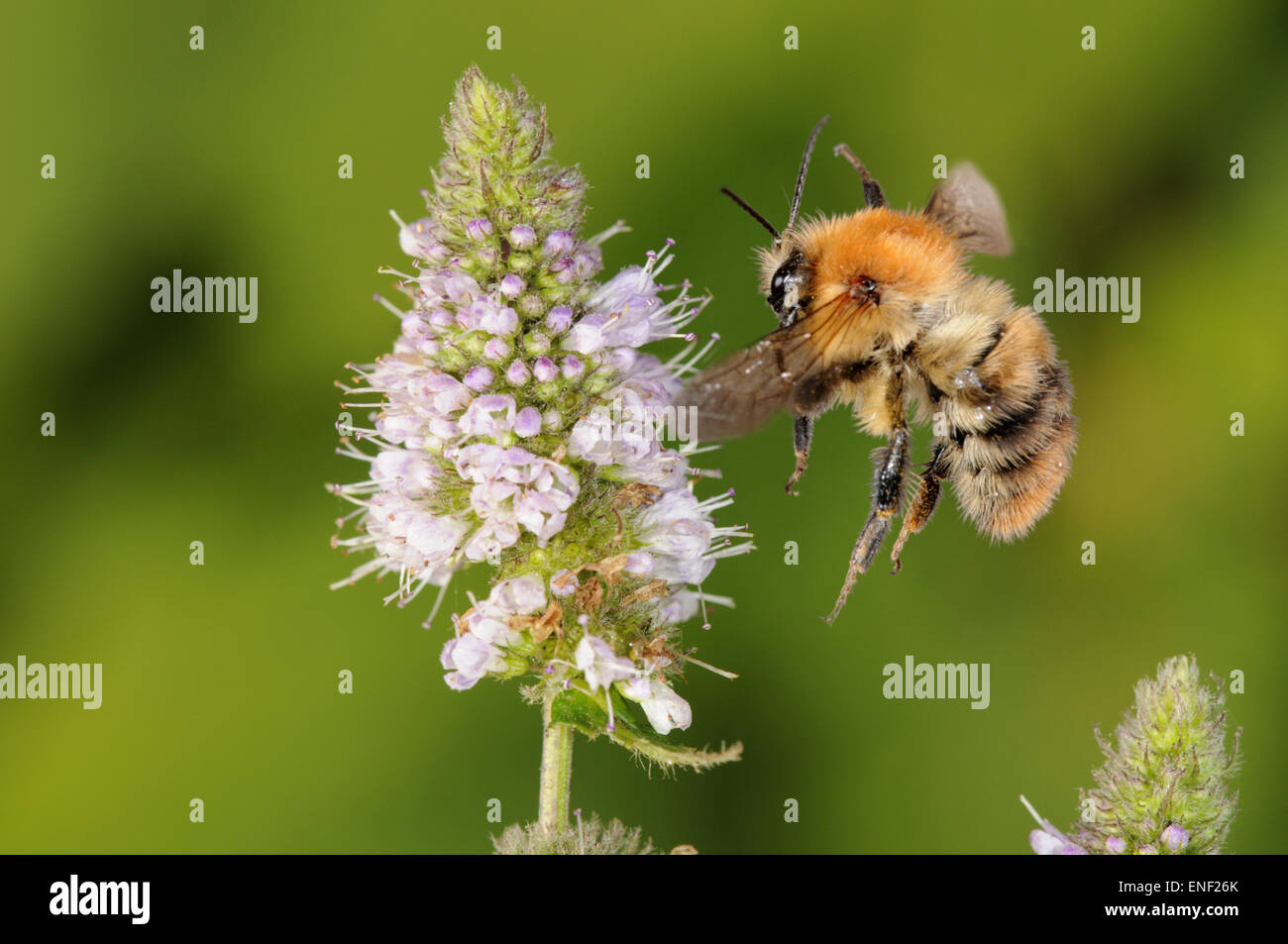 Carda común - Bombus pascuorum abejas Foto de stock