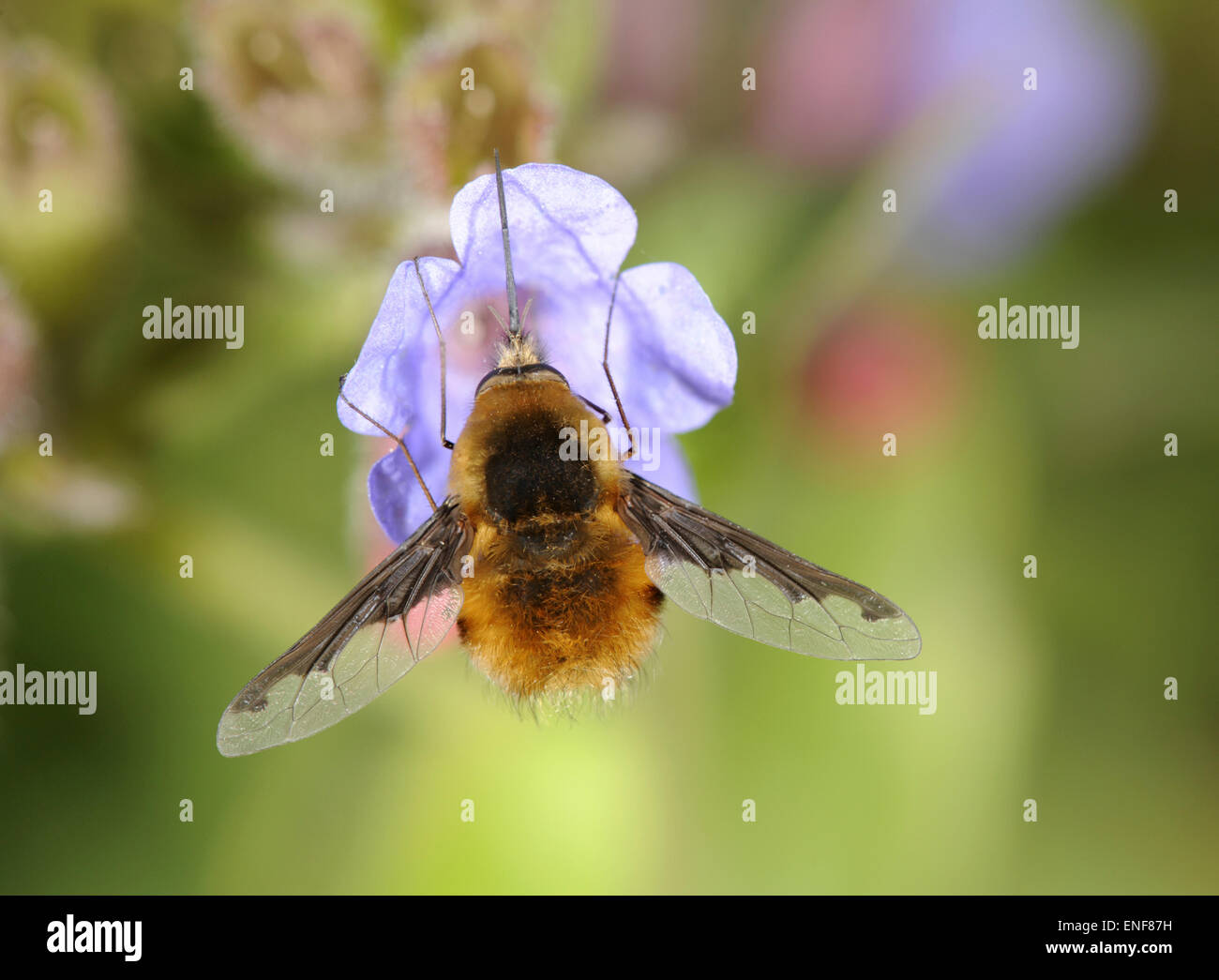 Bee-fly - Bombylius principales Foto de stock