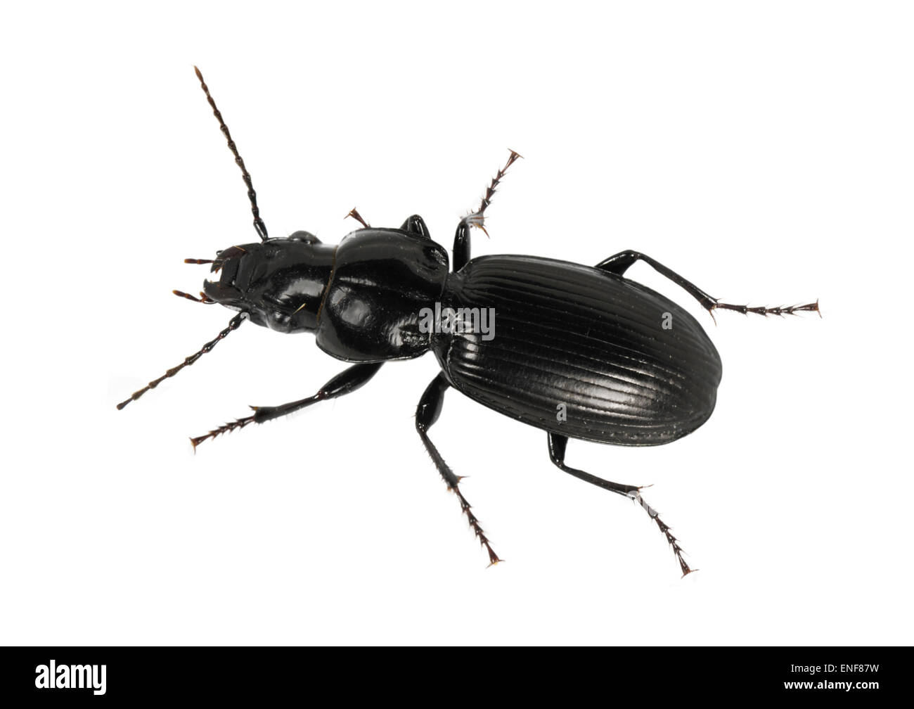 Pterostichus nigrita -una especie de escarabajo de tierra Foto de stock