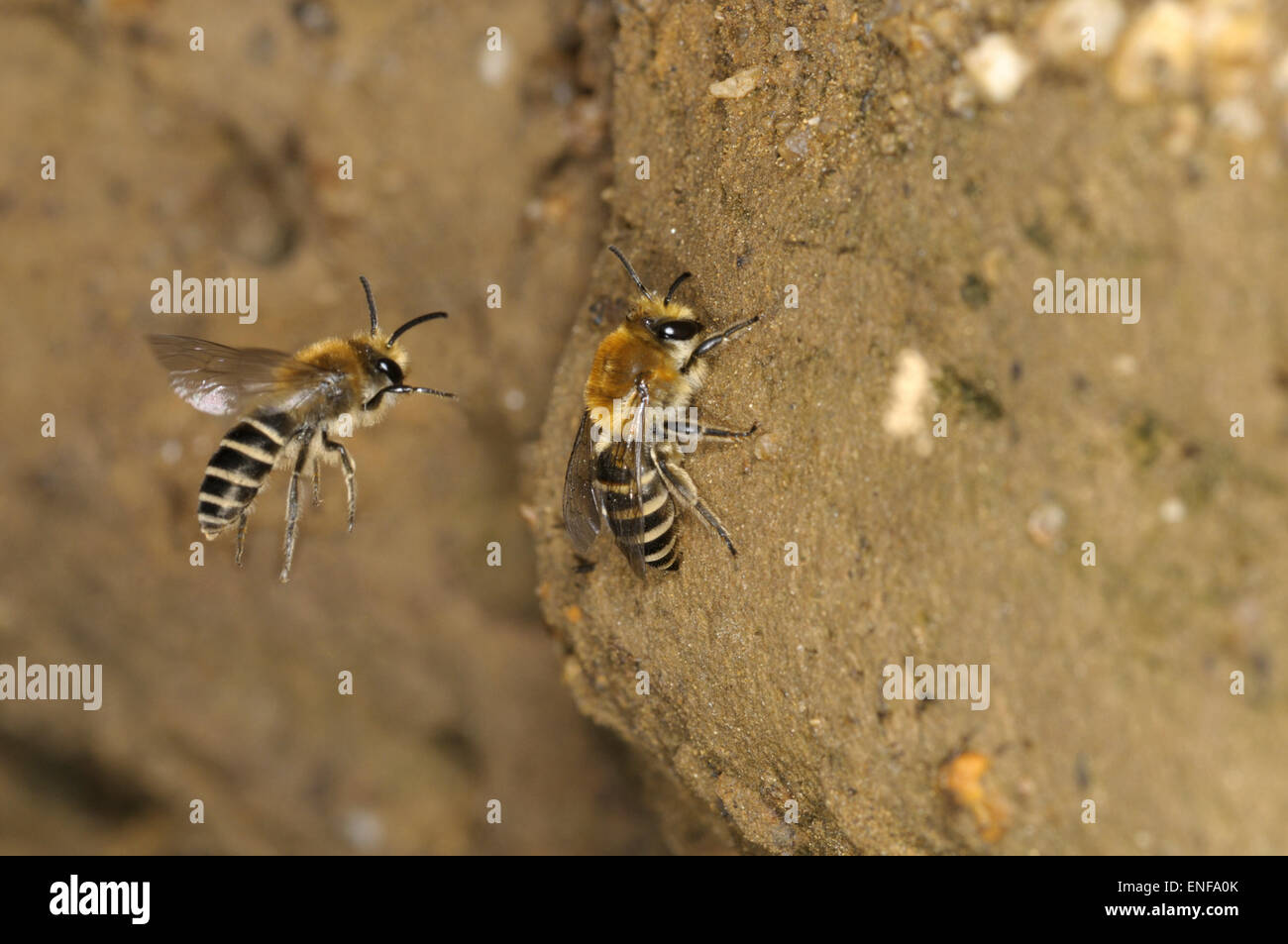 Minería - Abeja Colletes succinctus Foto de stock