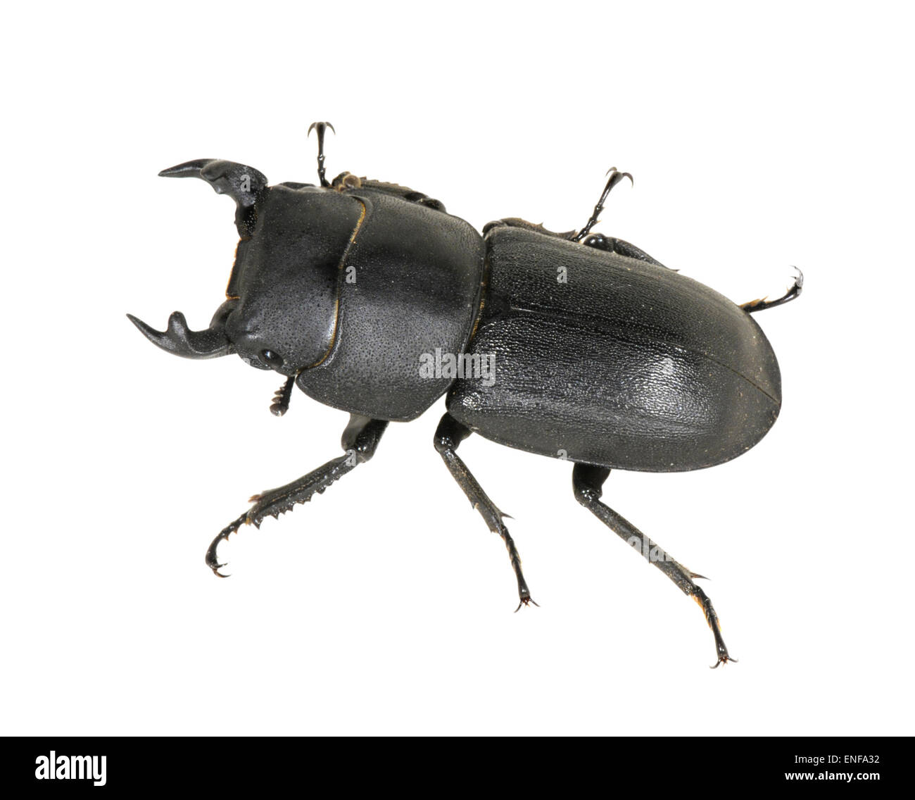 Menor Stag Beetle - Dorcus parallelipedus Foto de stock