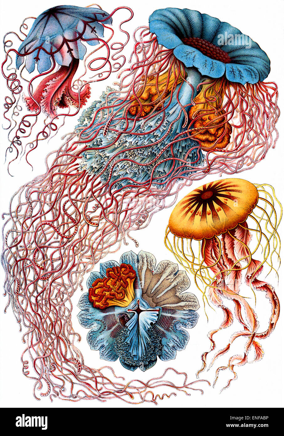 Discomedusae (Medusa), por Ernst Haeckel, 1904 - sólo para uso editorial. Foto de stock
