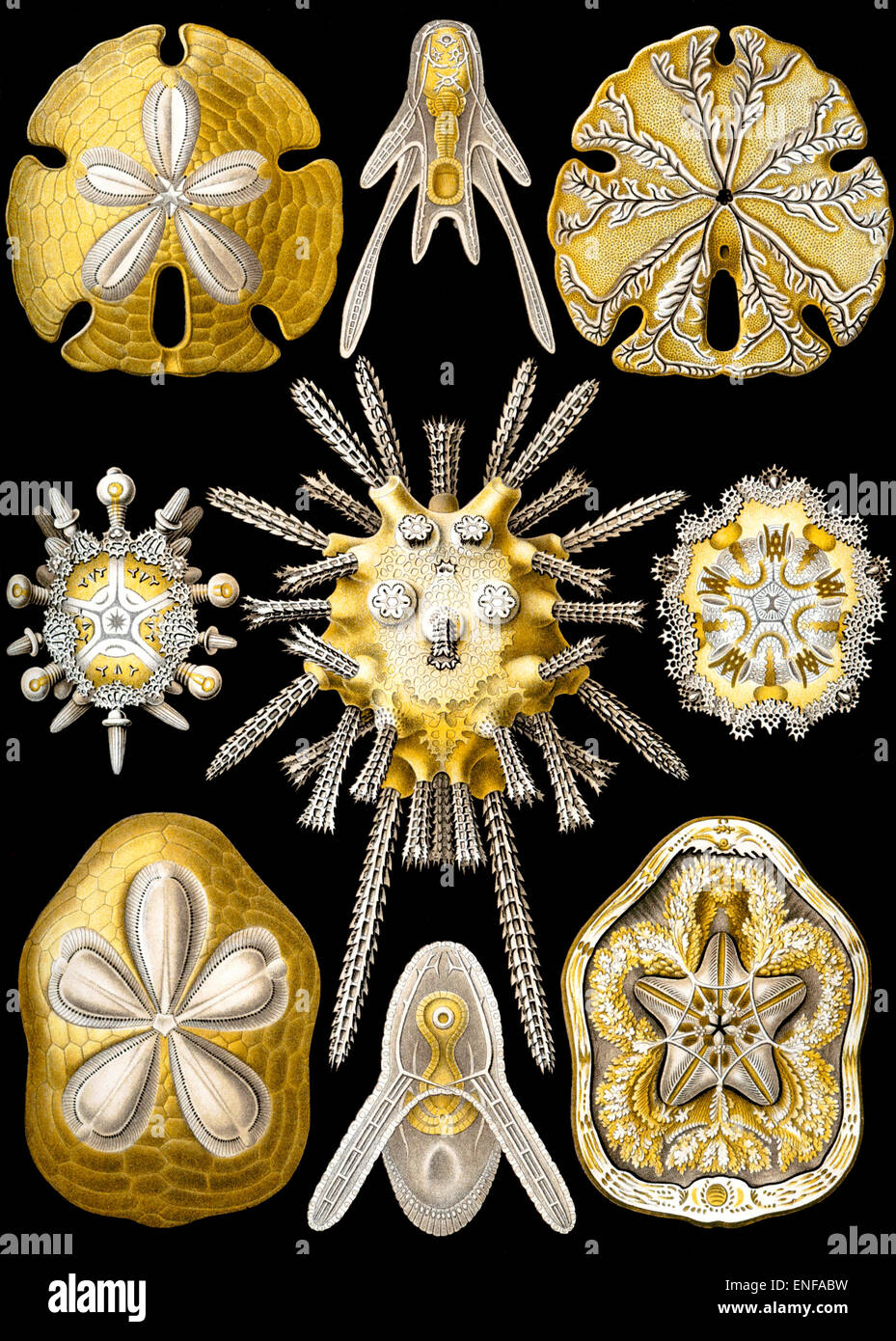 Echinidea (erizos de mar), por Ernst Haeckel, 1904 - sólo para uso editorial. Foto de stock