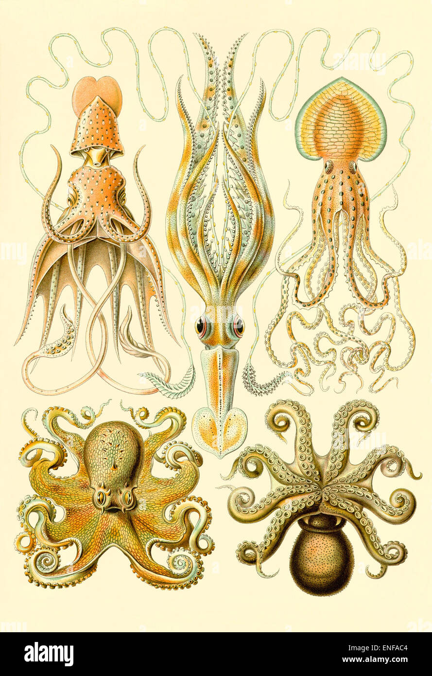 Gamochonia (pulpo), por Ernst Haeckel, 1904 - sólo para uso editorial. Foto de stock