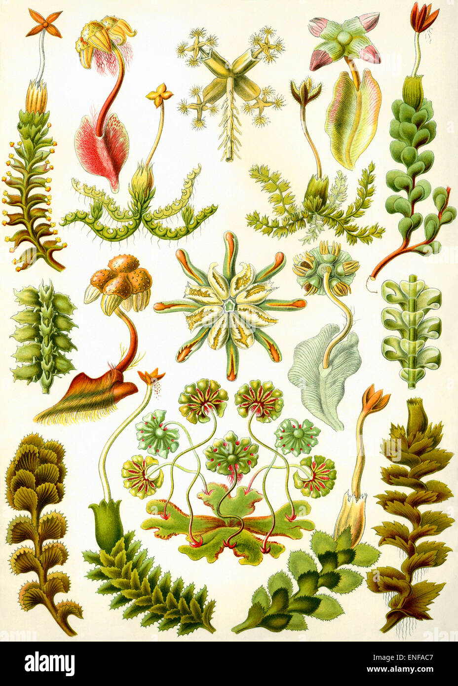 Agrimonia (Hepaticae), por Ernst Haeckel, 1904 - sólo para uso editorial. Foto de stock