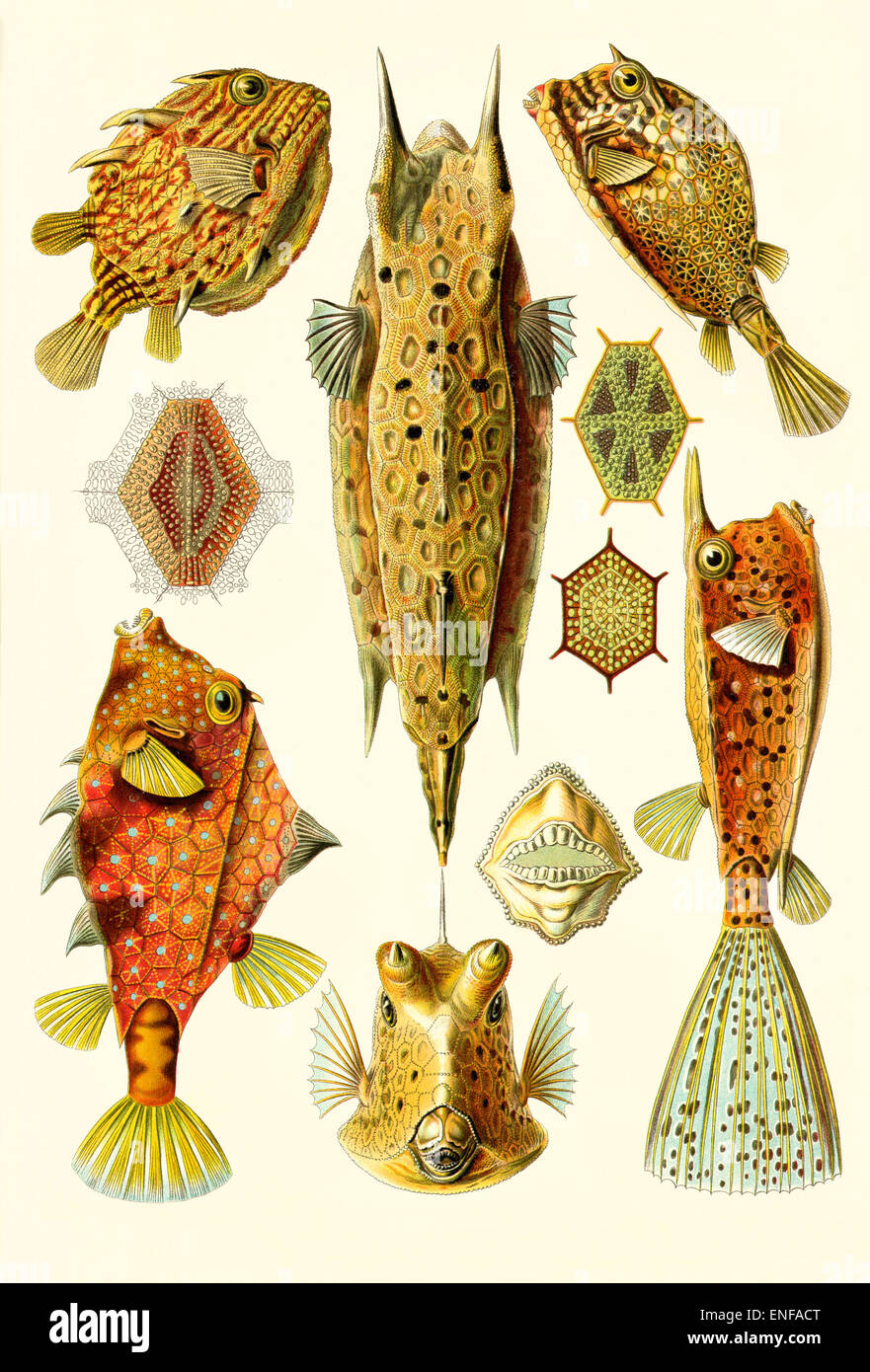 (Trunkfishes Ostraciontes), por Ernst Haeckel, 1904 - sólo para uso editorial. Foto de stock