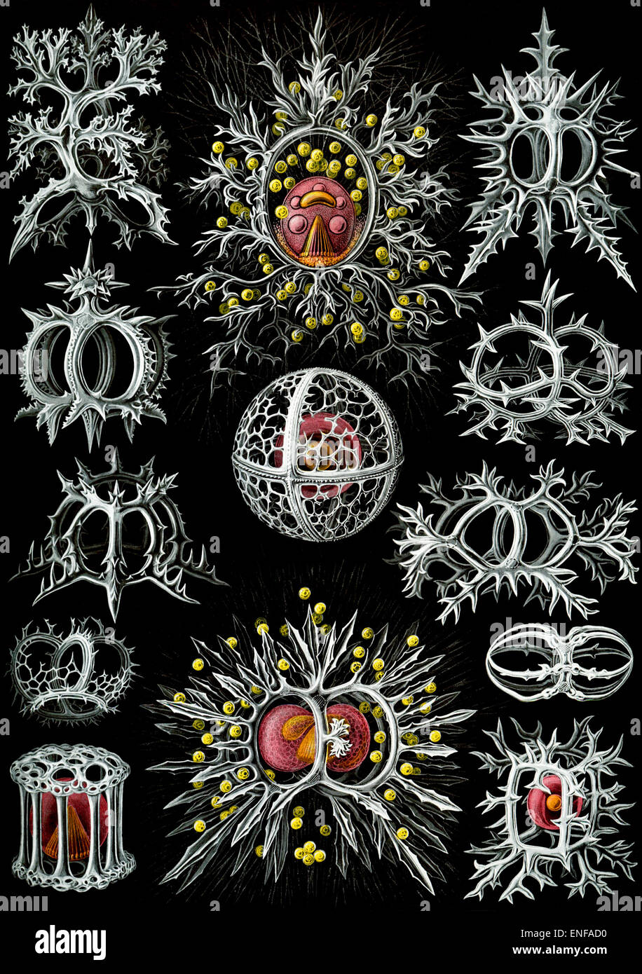Stephoidea (zooplancton), por Ernst Haeckel, 1904 - sólo para uso editorial. Foto de stock