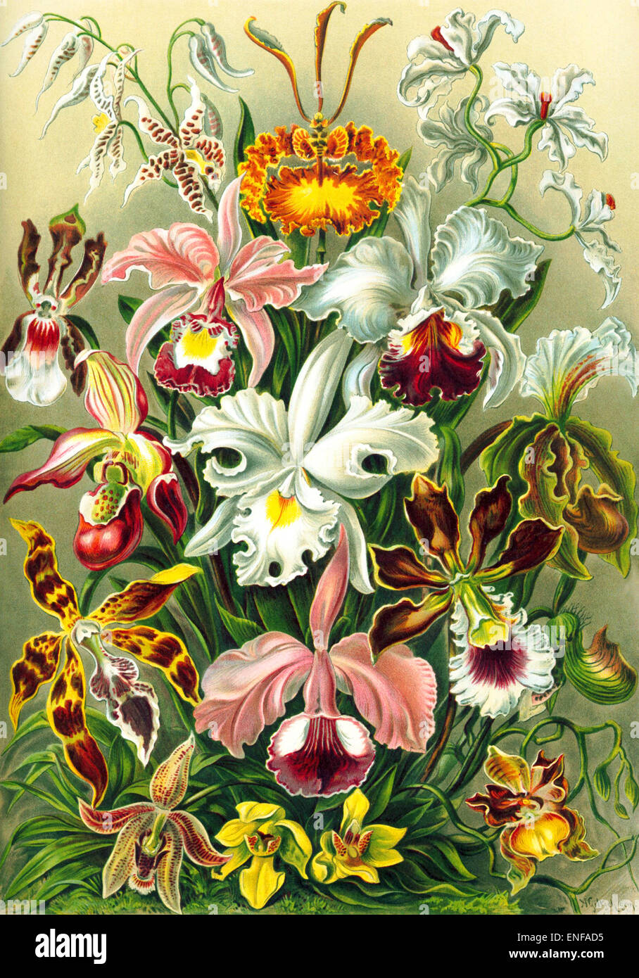 Orchidae (orquídeas), por Ernst Haeckel, 1904 - sólo para uso editorial. Foto de stock