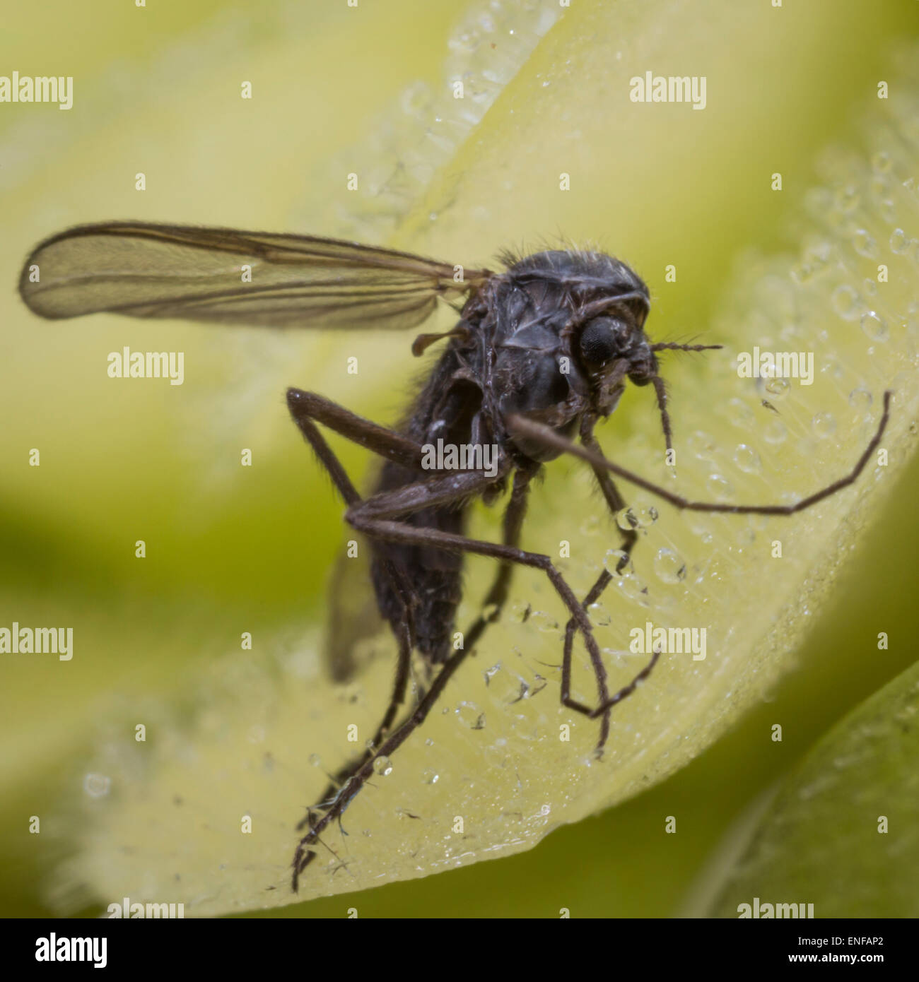 Hoja de carnívoros Butterworth con mosca atrapada Foto de stock