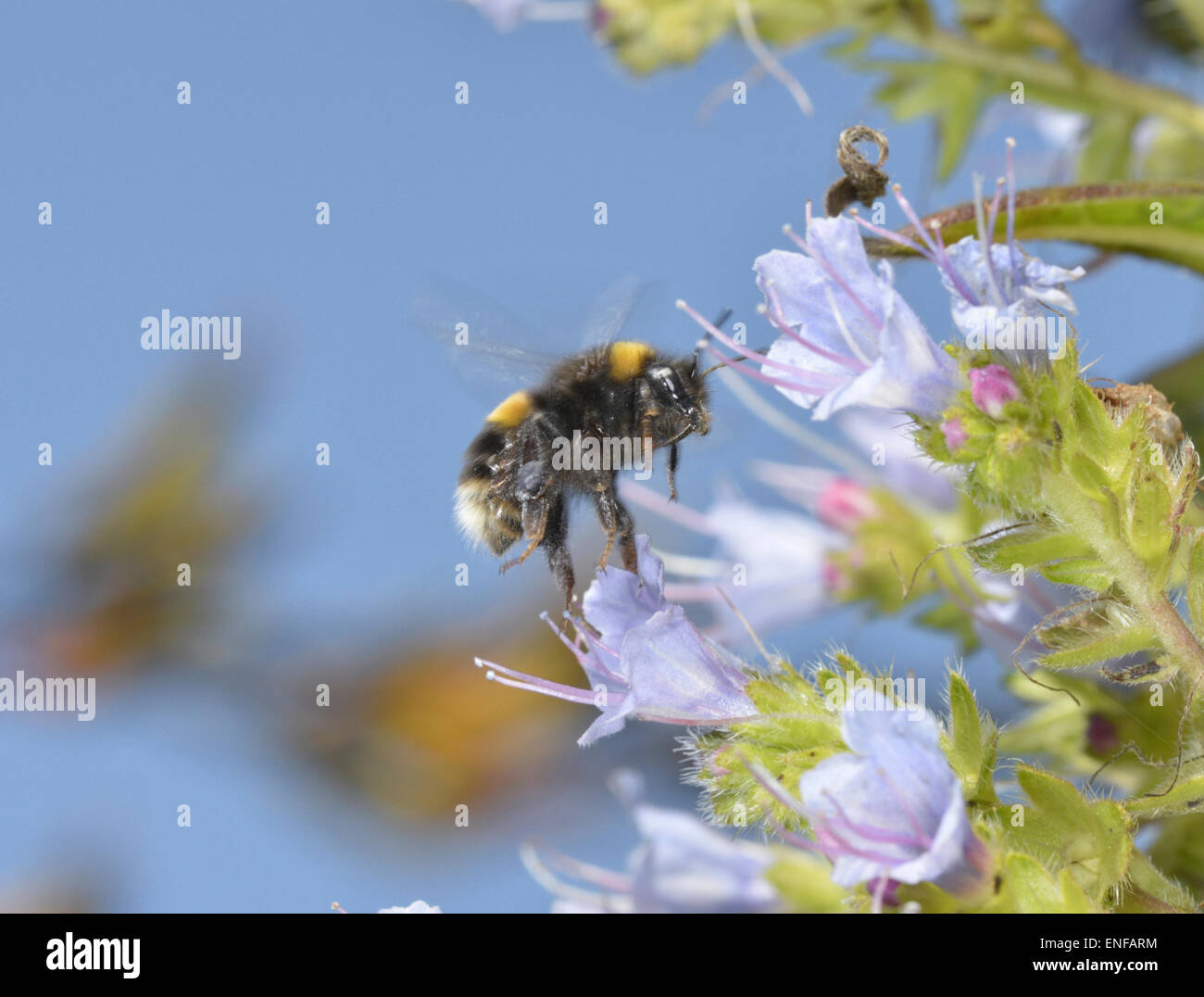 Buff-tailed Bumblebee - Bombus terrestris Foto de stock