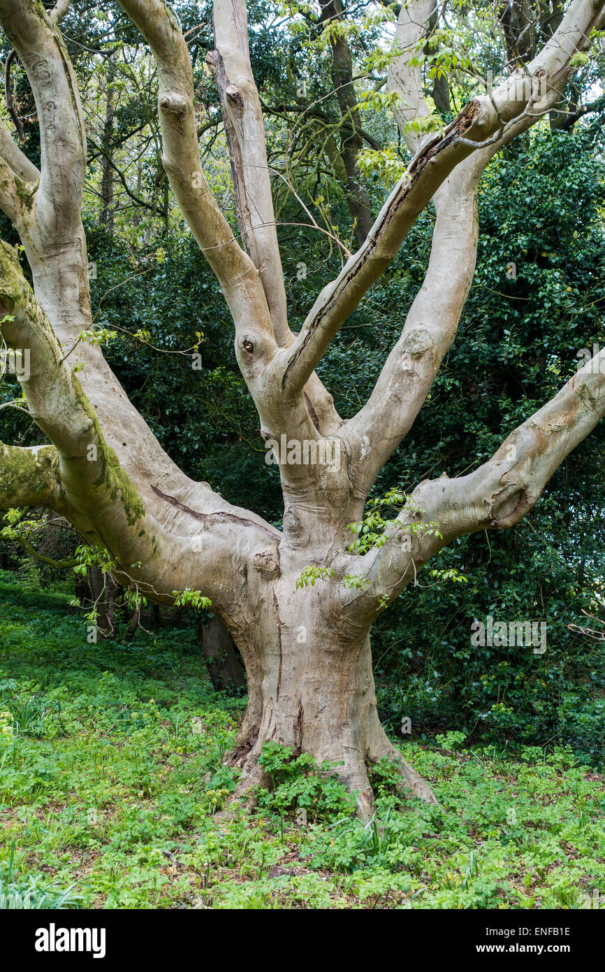 Viejo retorcido tronco de árbol Foto de stock