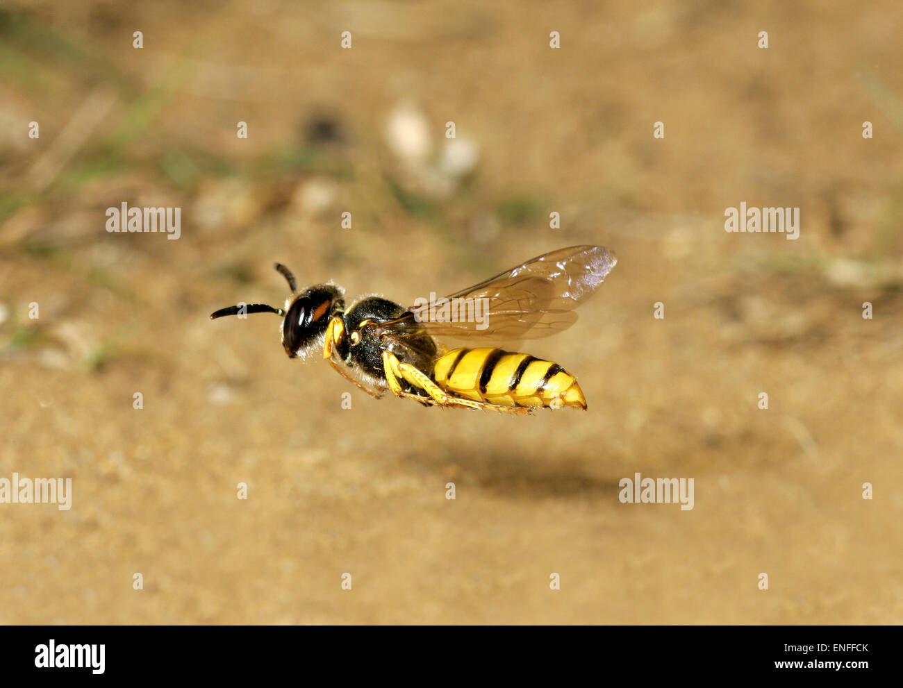 Bee Wolf Wasp - Philanthus triangulum en vuelo. Foto de stock