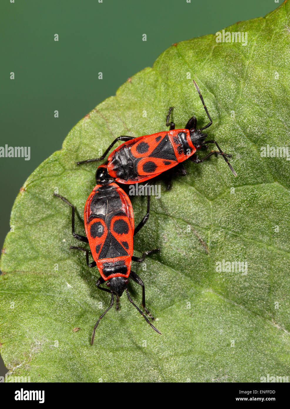 Fire Bugs - Pyrrhocoris apterus apareamiento Foto de stock