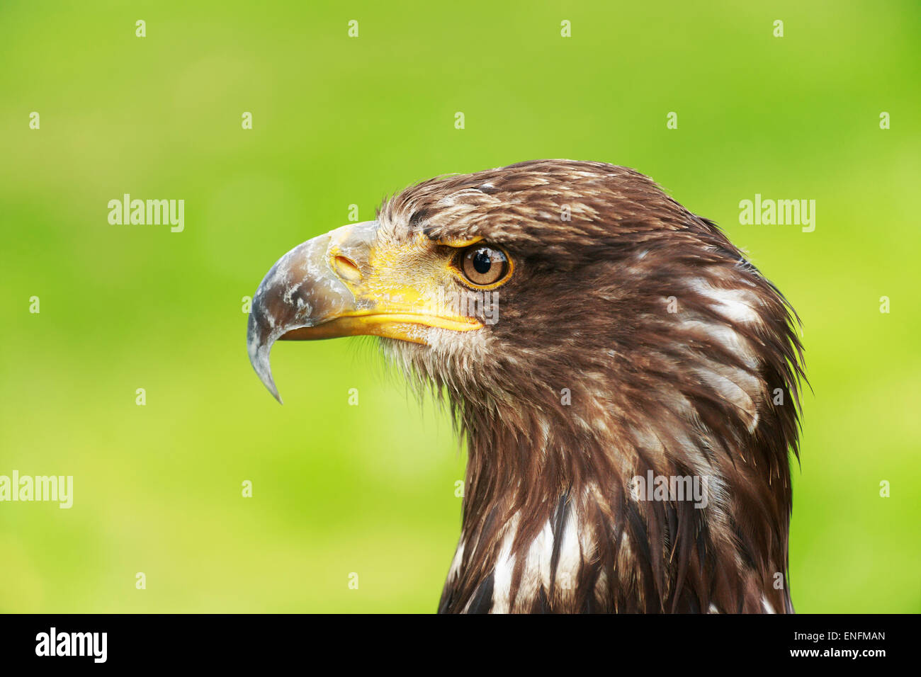 Vista lateral joven águila calva fotografías e imágenes de alta resolución  - Alamy