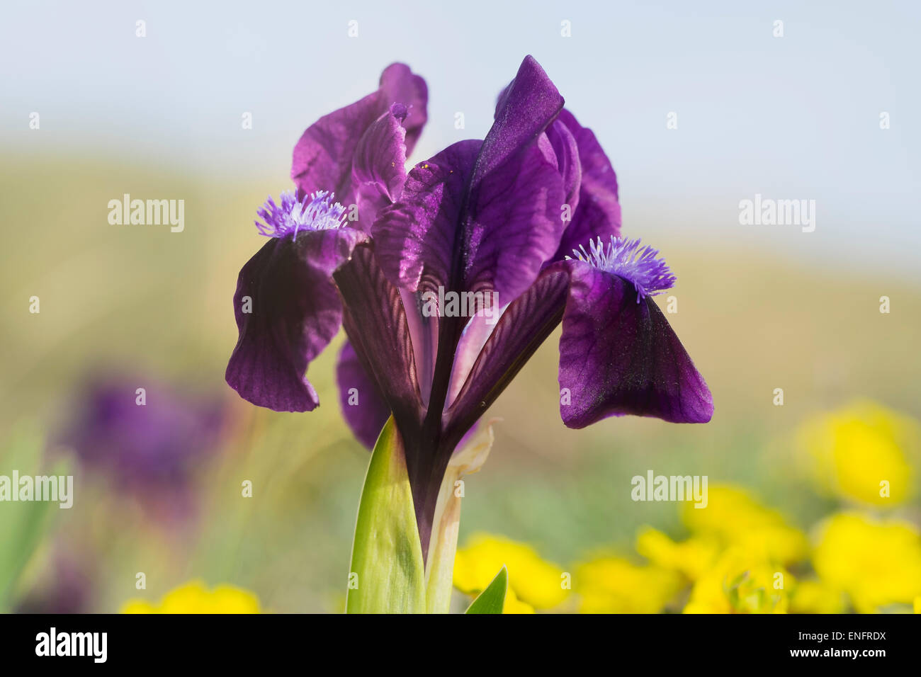Dwarf (Iris pumila), el norte de Burgenland, Burgenland, Austria Foto de stock