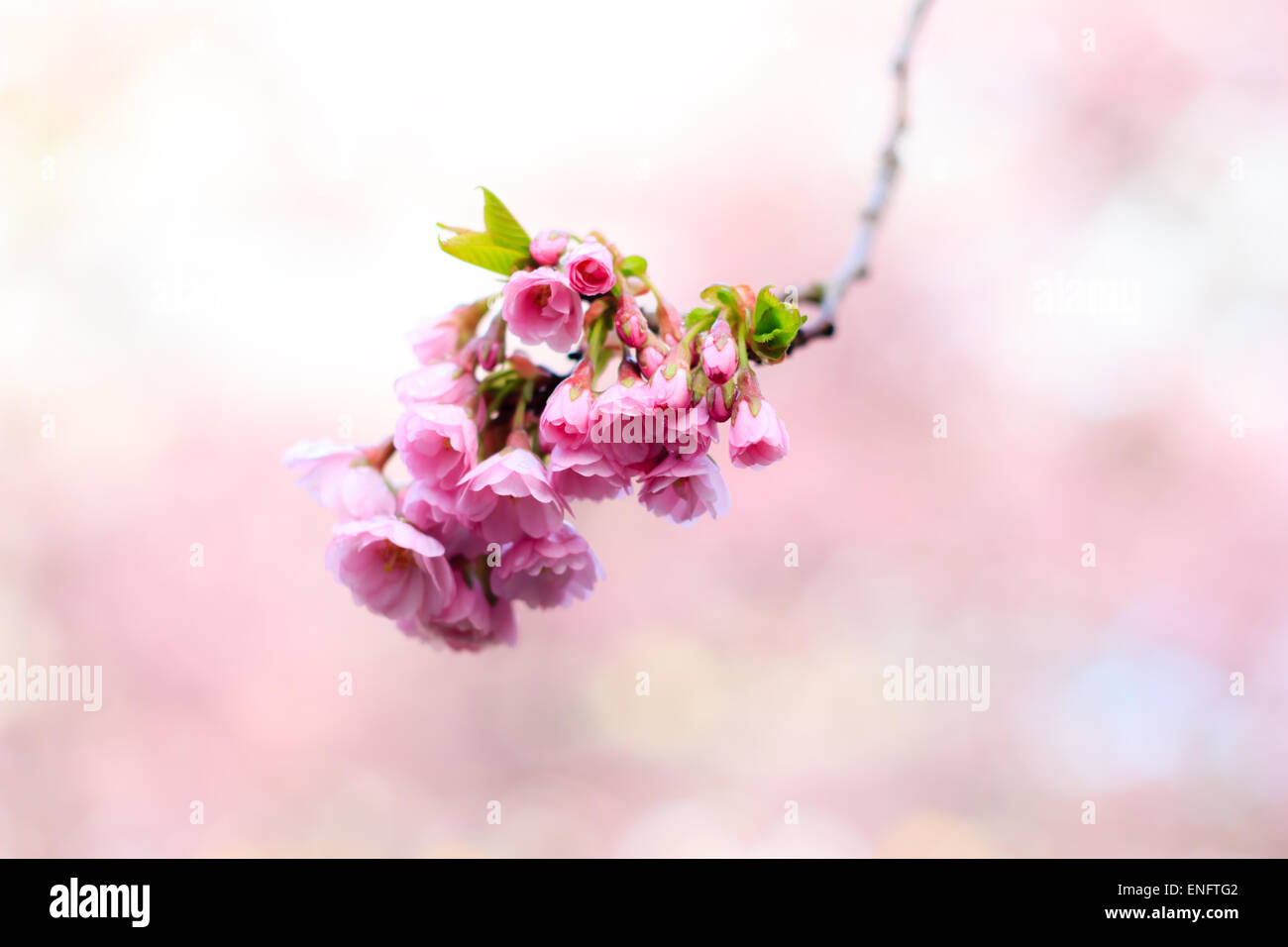 Rosa Sakura flor que florece, los cerezos en flor en el jardín Foto de stock