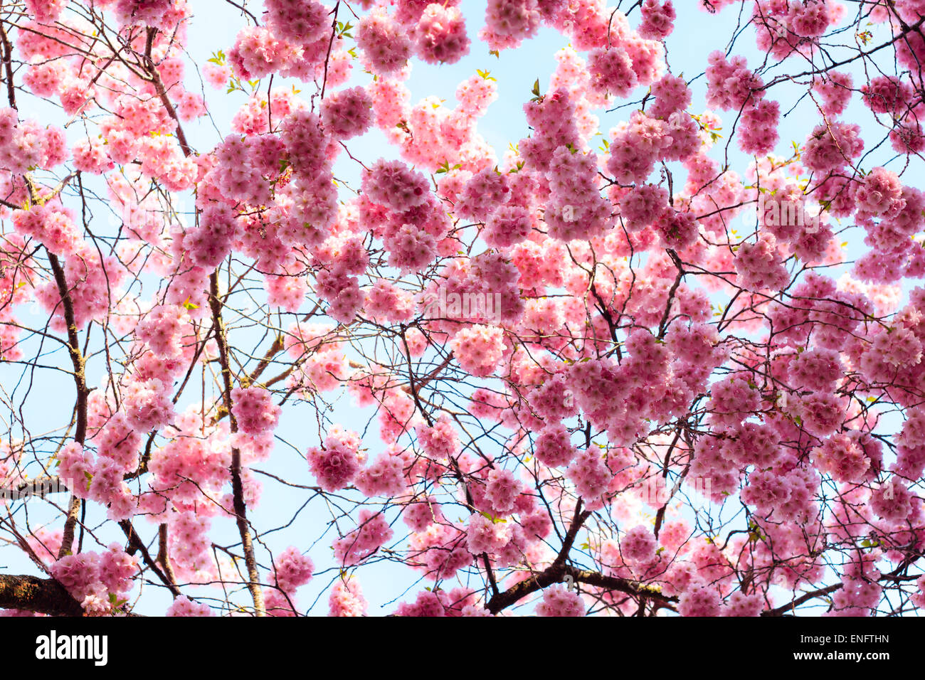 Rosa Sakura flor que florece, los cerezos en flor en el jardín Foto de stock