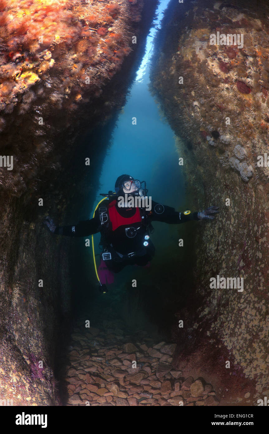 Scuba Diver hembra inspecciona la cueva submarina, el Mar de Japón, Rudnaya Pristan, Lejano Oriente, Primorsky Krai, Rusia Foto de stock