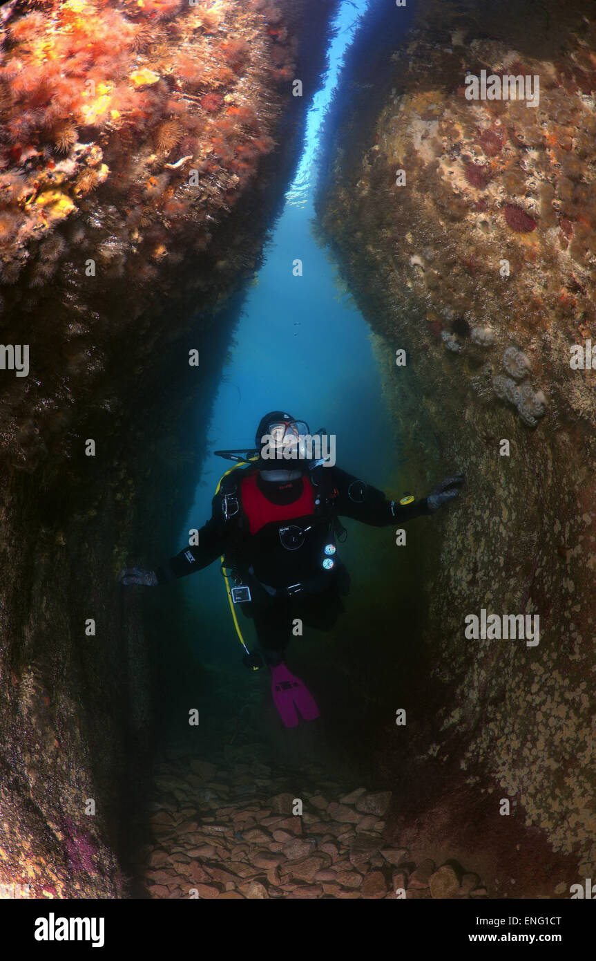 Scuba Diver hembra inspecciona la cueva submarina, el Mar de Japón, Rudnaya Pristan, Lejano Oriente, Primorsky Krai, Rusia Foto de stock