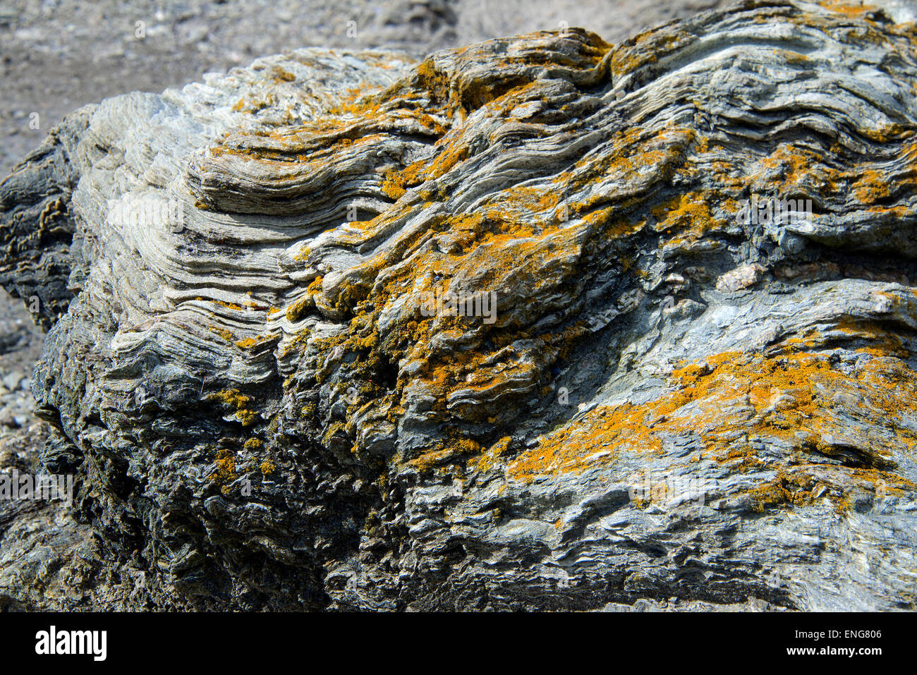 Formación de roca mostrando intensa folding en estratos de Tierra del Fuego Argentina Foto de stock