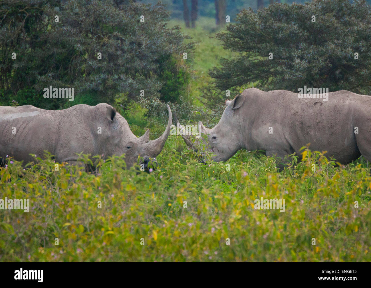 Rinocerontes negros (Diceros bicornis) enfrentamientos cara a cara, provincia del Valle del Rift, el Lago Baringo, Kenya Foto de stock