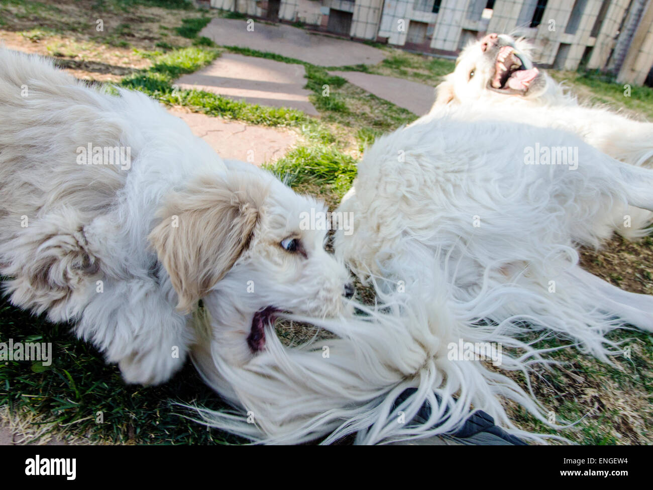 los terriers tibetanos son hereditarios