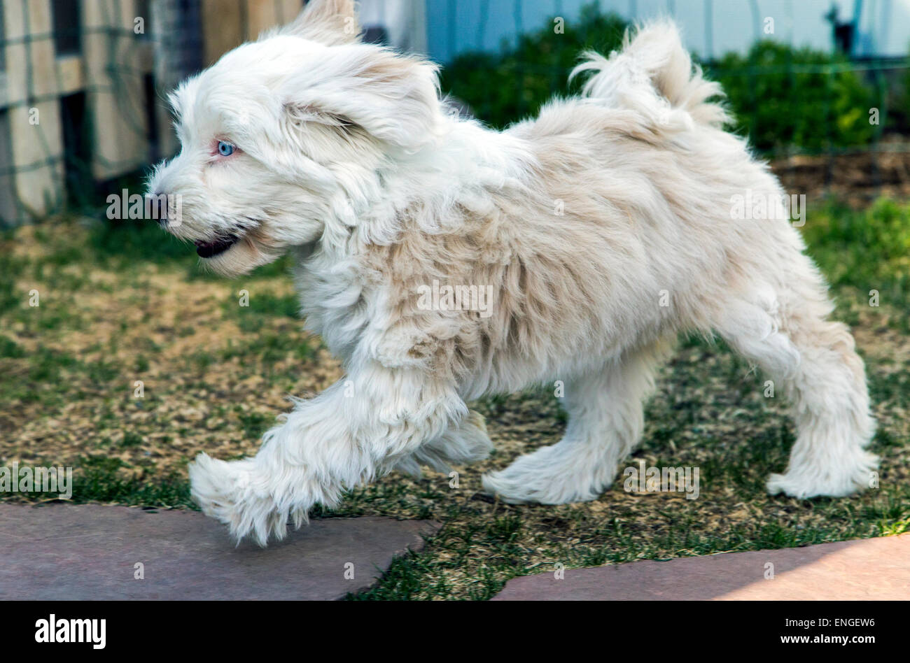 Terrier tibetano Cachorros jugando en el jardín de hierba Foto de stock